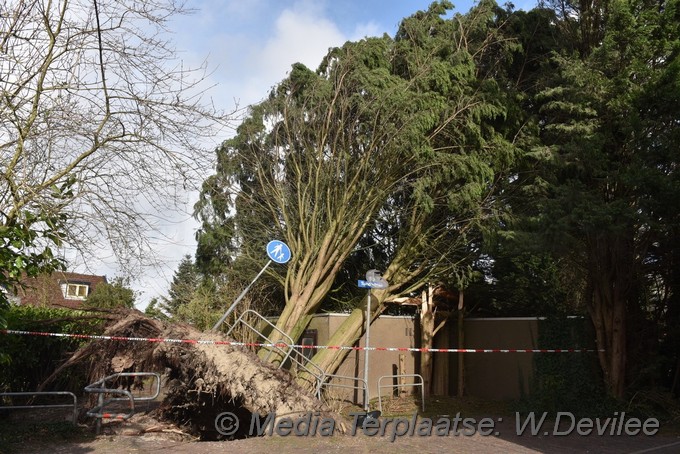Mediaterplaatse boom op schuur tuinerijpad ldn 18022022 Image00001