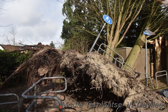 Mediaterplaatse boom op schuur tuinerijpad ldn 18022022 Image00003