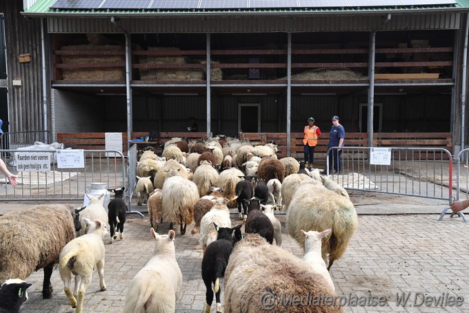 Mediaterplaatse schapenscheerfeest kinderboerderij leiden 06052023 Image00014