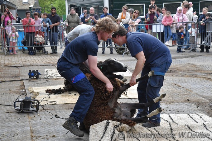 Mediaterplaatse schapenscheerfeest kinderboerderij leiden 06052023 Image00017