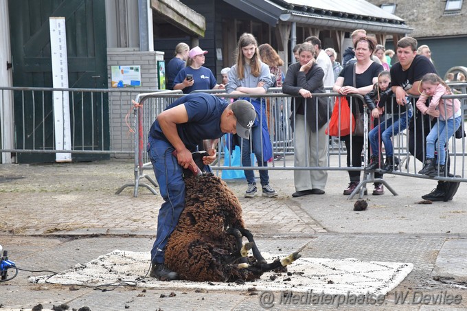 Mediaterplaatse schapenscheerfeest kinderboerderij leiden 06052023 Image00023
