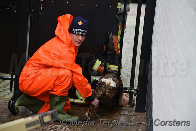 mediaterplaatse ree laat hulpdiensten zweten 22122018 Image00001