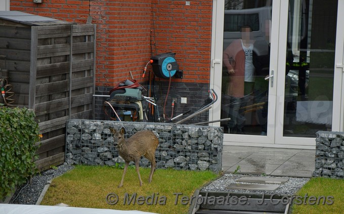 mediaterplaatse ree laat hulpdiensten zweten 22122018 Image00002